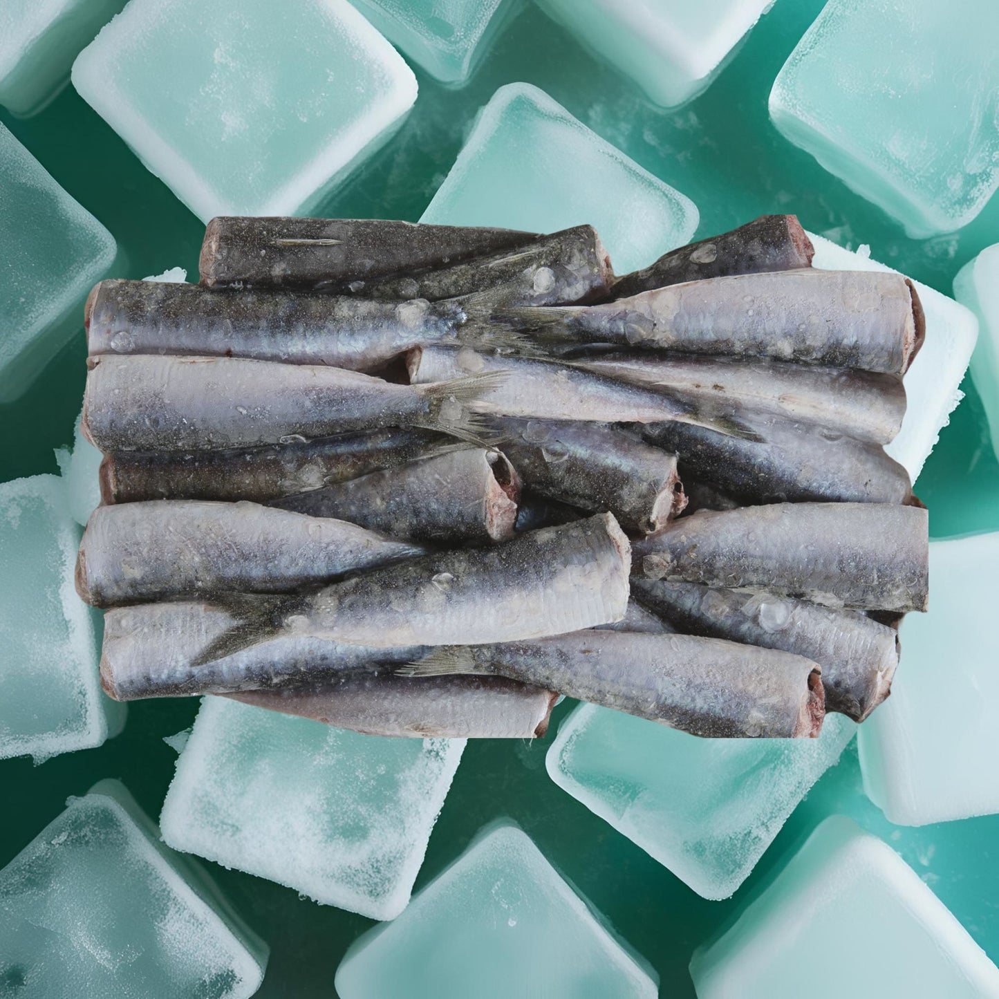 Sardin Frozen